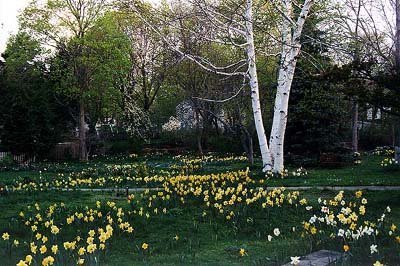 Loading 78K - Daffodils at Applejack Farm